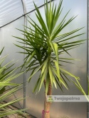 Yucca elephantipes - Juka słoniowa wysokość całkowita: ok. 250cm