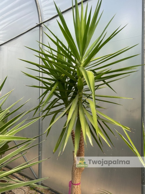 Yucca elephantipes - Juka słoniowa wysokość całkowita: ok. 250cm