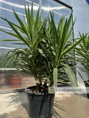 Yucca elephantipes 'Puck' - Juka gwatemalska - wysokość całkowita: ok. 160cm