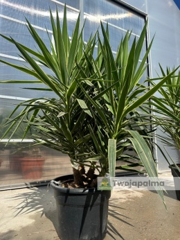 Yucca elephantipes 'Puck' - Juka gwatemalska - wysokość całkowita: ok. 160cm