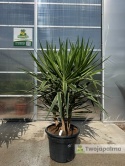Yucca elephantipes 'Puck' - Juka gwatemalska - wysokość całkowita: ok. 160cm