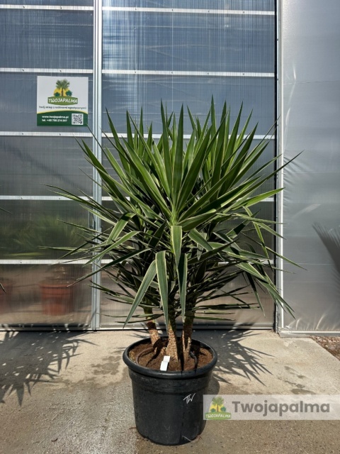 Yucca elephantipes 'Puck' - Juka gwatemalska - wysokość całkowita: ok. 160cm