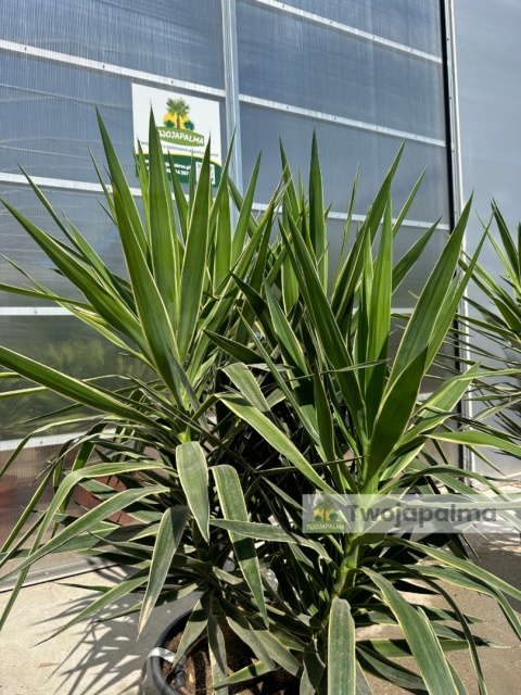 Yucca elephantipes 'Puck' - Juka gwatemalska - wysokość całkowita: ok. 160cm