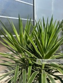 Yucca elephantipes 'Puck' - Juka gwatemalska - wysokość całkowita: ok. 160cm