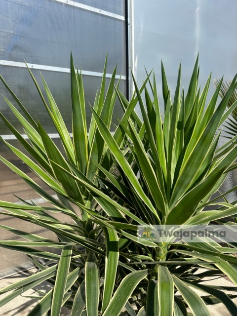 Yucca elephantipes 'Puck' - Juka gwatemalska - wysokość całkowita: ok. 160cm
