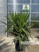Yucca elephantipes 'Puck' - Juka gwatemalska - wysokość całkowita: ok. 160cm