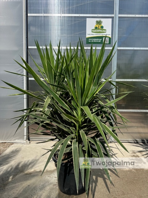 Yucca elephantipes 'Puck' - Juka gwatemalska - wysokość całkowita: ok. 160cm
