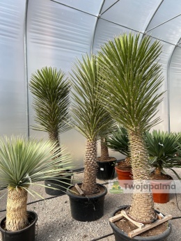 Yucca filifera - wys. całkowita z donicą ok. 220cm