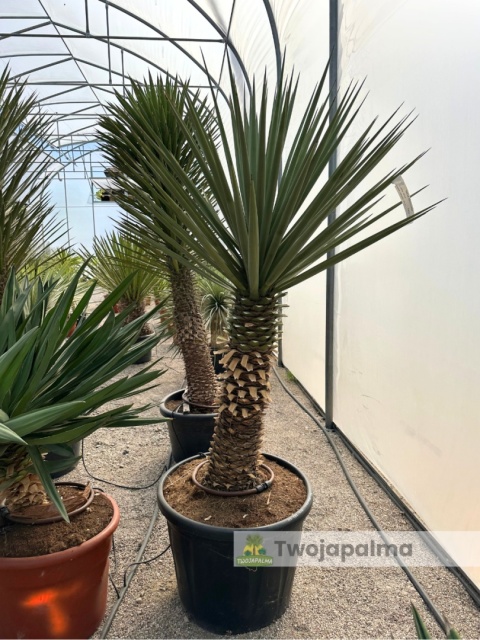 Yucca treculeana wysokość rośliny: 150cm