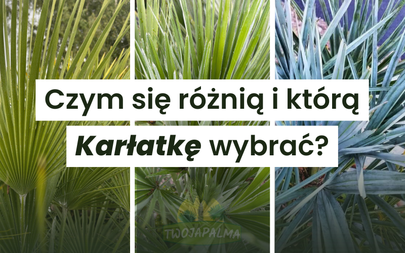 Chamaerops humilis, Vulcano i Cerifera – czym się różnią i którą Karłatkę wybrać?