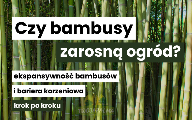 Czy bambusy zarosną mi ogród? Ekspansywność bambusów i bariera korzeniowa krok po kroku