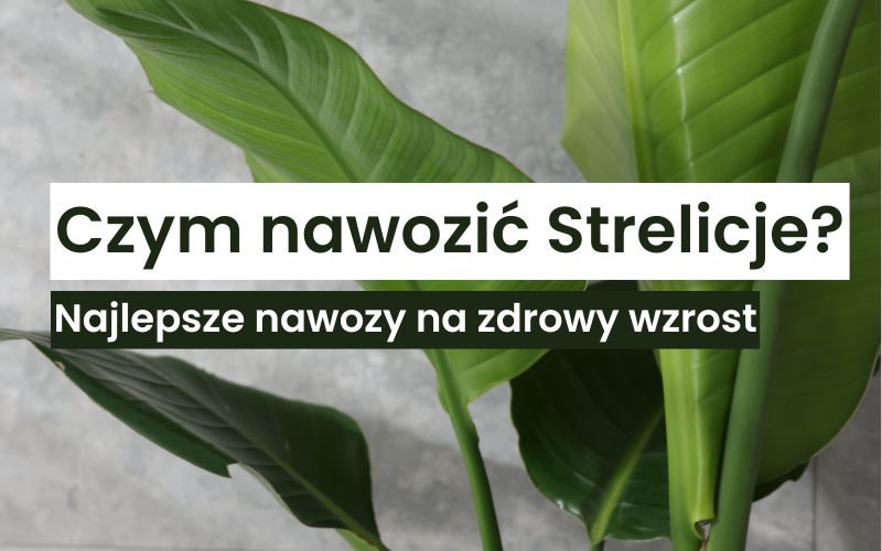Czym nawozić Strelicję nicolai i Strelicję reginae? Najlepsze nawozy i sprawdzony skład