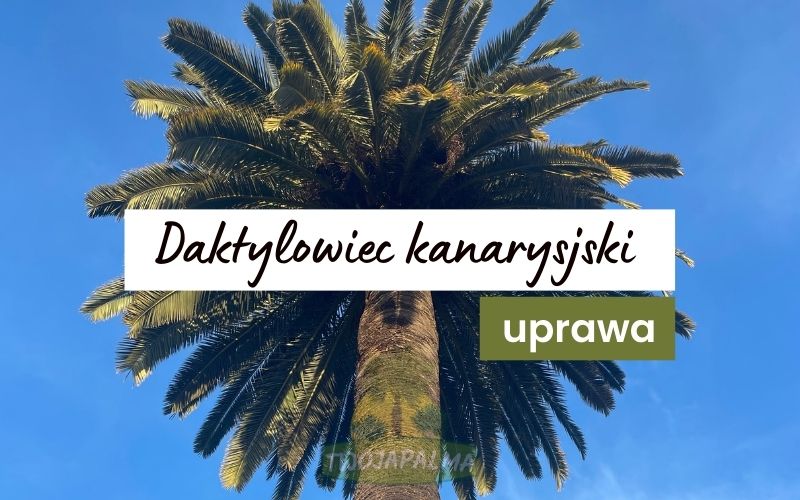 Daktylowiec kanaryjski - uprawa