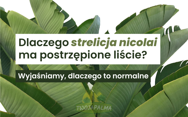 Dlaczego strelicja nicolai ma postrzępione liście? Wyjaśniamy, dlaczego to normalne