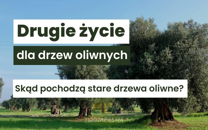 Drugie życie dla drzew oliwnych – skąd pochodzą stare drzewa oliwne?