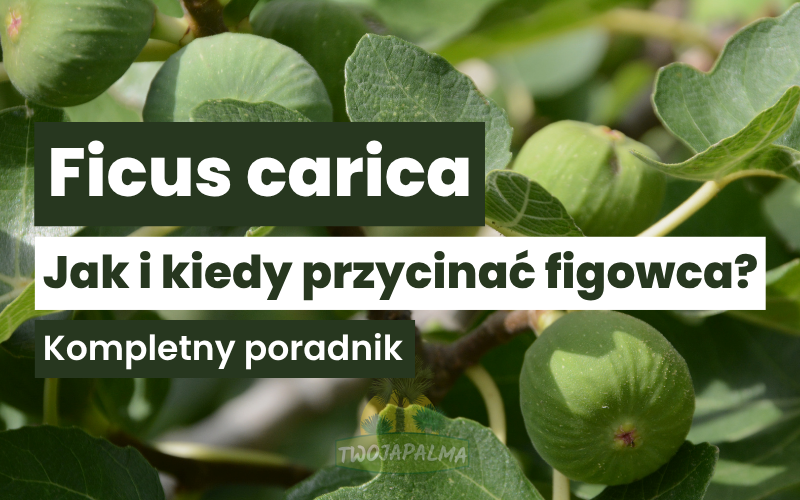 Jak i kiedy przycinać figowca (Ficus carica)? Kompletny poradnik cięcia