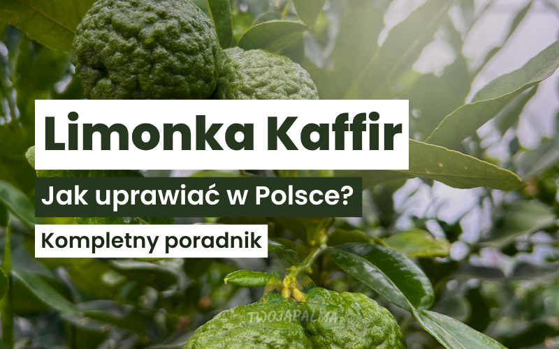 Limonka Kaffir (Citrus hystrix) – jak uprawiać w Polsce? Kompletny poradnik pielęgnacji