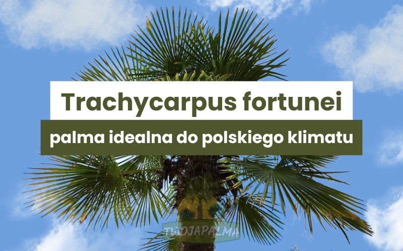 Trachycarpus fortunei – palma mrozoodporna idealna do polskiego klimatu. Uprawa, pielęgnacja i zimowanie