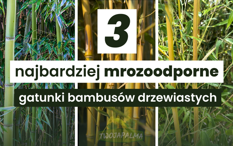 3 najbardziej mrozoodporne gatunki bambusów drzewiastych