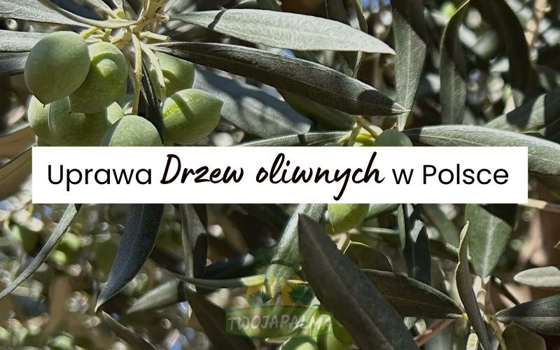 Uprawa Drzew oliwnych w Polsce