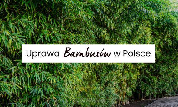 Uprawa Bambusów w Polsce