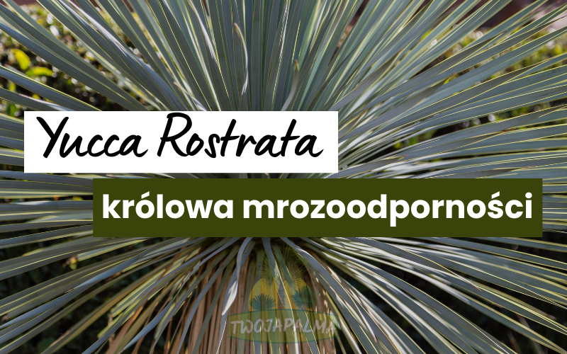 Yucca rostrata - królowa mrozoodporności