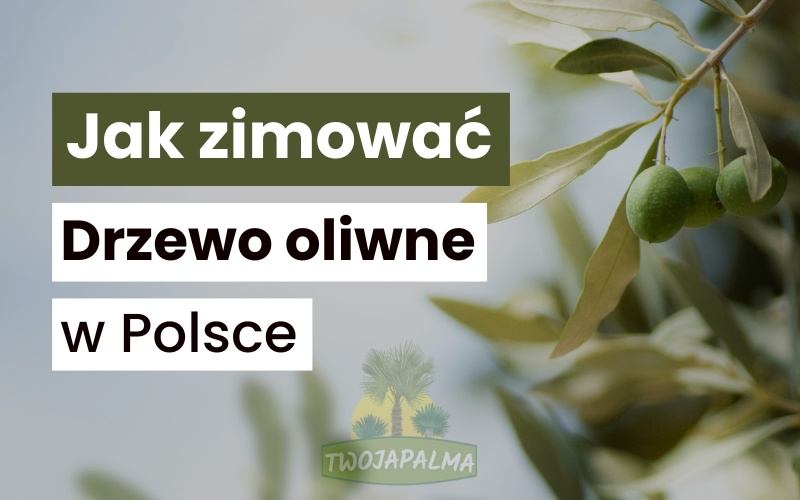 Zimowanie drzewka oliwnego – jak zimować Oliwkę europejską w Polsce?