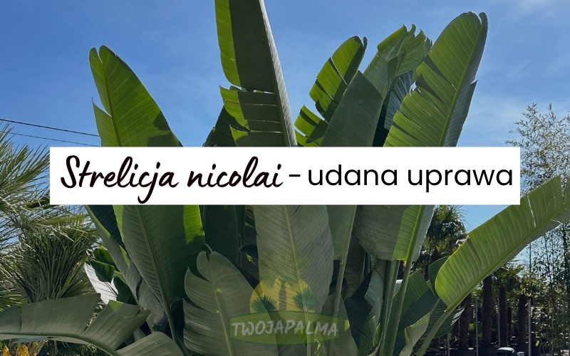 Strelicja nicolai - udana uprawa