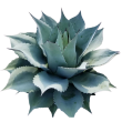 Agave ovatifolia