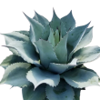 Agave Ovatifolia