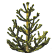 Araukaria chilijska (Araucaria araucana)