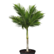 Archontophoenix alexandrae (Palma Aleksandryjska)