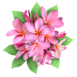 Plumeria (Plumeria rubra)