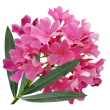 Nerium oleander
