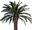 Phoenix Canariensis