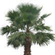 Washingtonia robusta