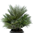 Chamaerops humilis Vulcano