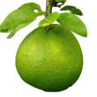 Pomelo (Citrus Maxima)