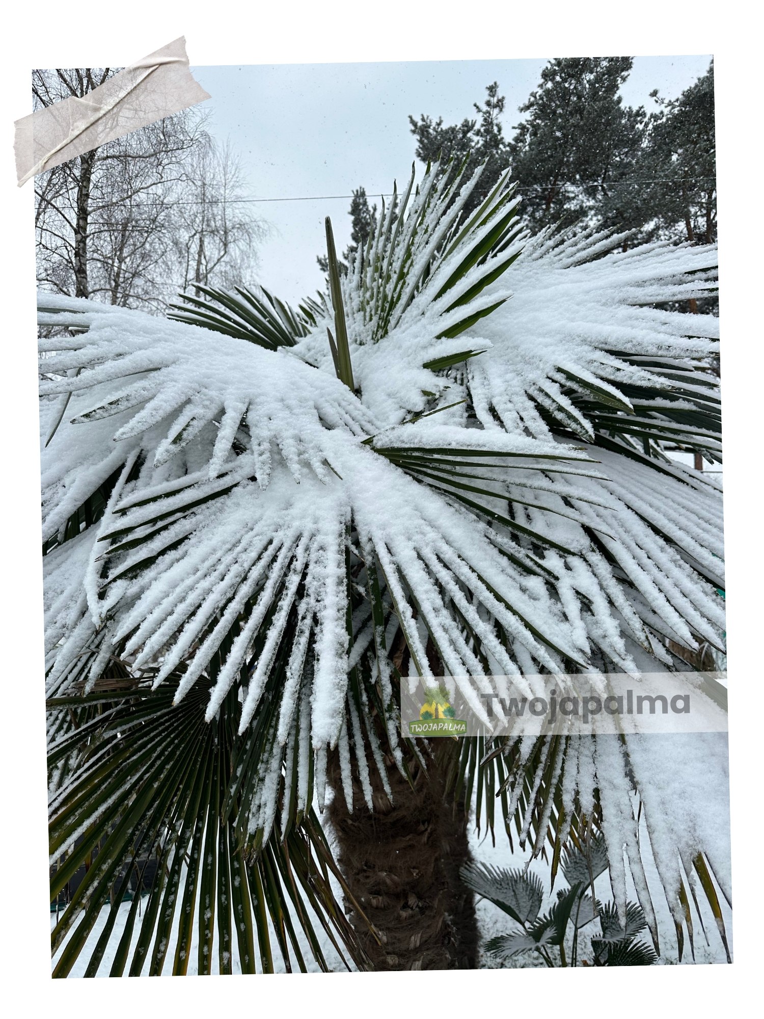 Palma Trachycarpus fortunei Szorstkowiec fortunego twojapalma  palmy mrozoodporne