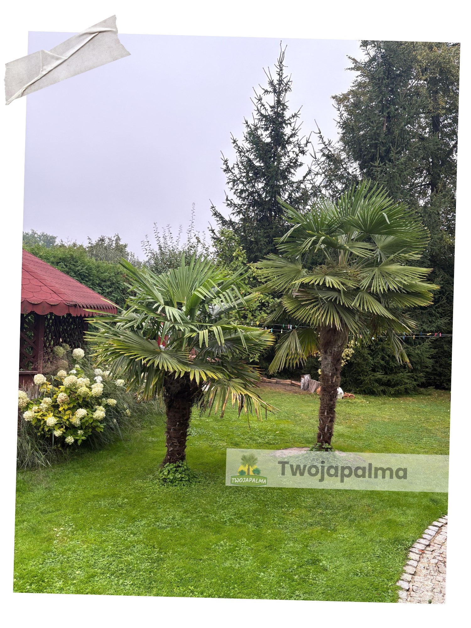 Palma Trachycarpus fortunei Szorstkowiec fortunego twojapalma  palmy mrozoodporne