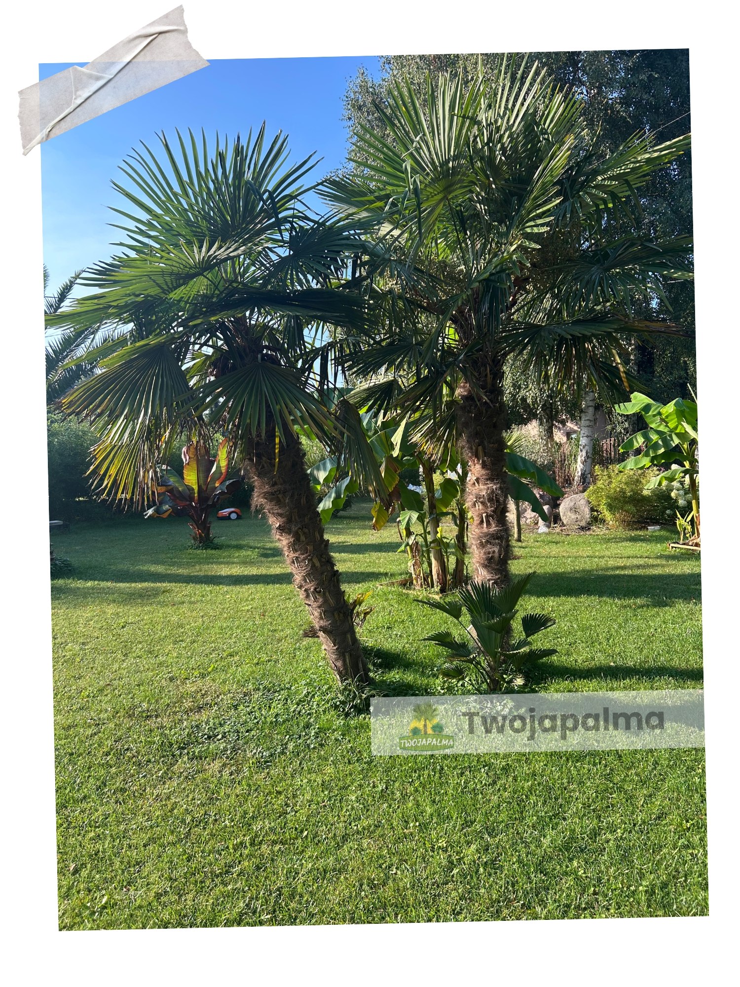 Palma Trachycarpus fortunei Szorstkowiec fortunego twojapalma  palmy mrozoodporne