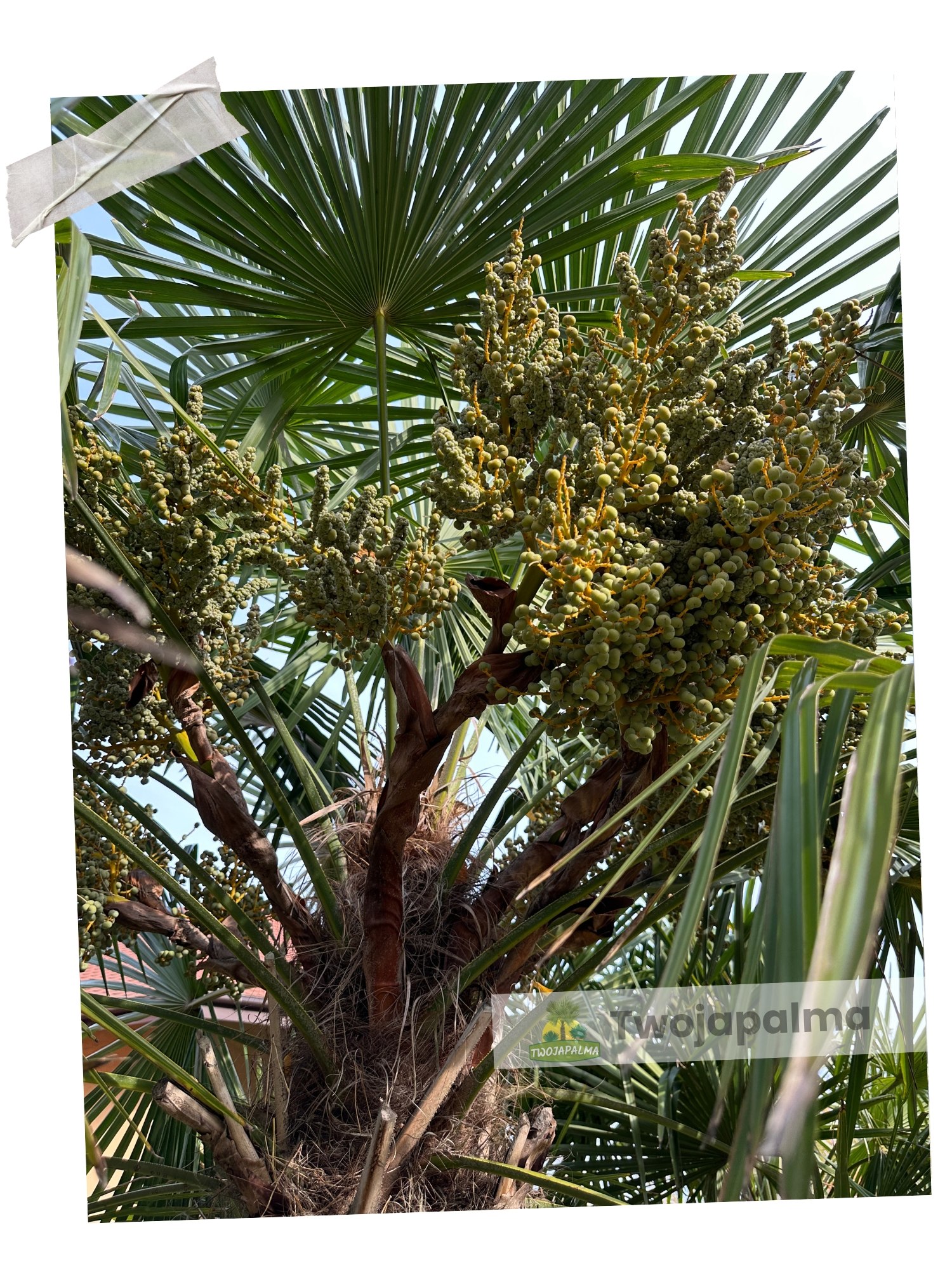 Palma Trachycarpus fortunei Szorstkowiec fortunego twojapalma  palmy mrozoodporne