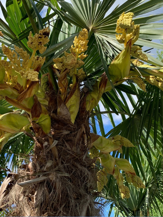 Kwiatostany żeńskie Trachycarpus Fortunei