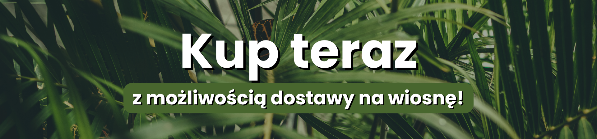 kup-teraz-twojapalma-3-.png